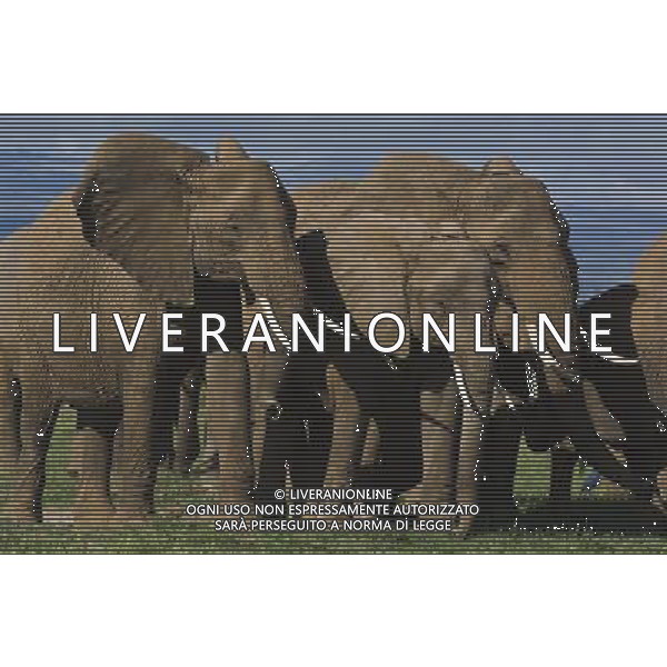 African elephants\' decision-making abilities are left impaired by culling operations that ended decades ago, University of Sussex research suggests. A study found that elephant herds that lost adults to culls during the 1970s and 1980s were less able to respond appropriately to other elephant calls. Lead researcher Prof Karen McComb said the animals\' \'social understanding\' had been impaired by the loss of adults. The results are published in the journal Frontiers in Zoology. ©PHOTOSHOT/AGENZIA ALDO LIVERANI SAS - ITALY ONLY - EDITORIAL USE ONLY - ELEFANTI