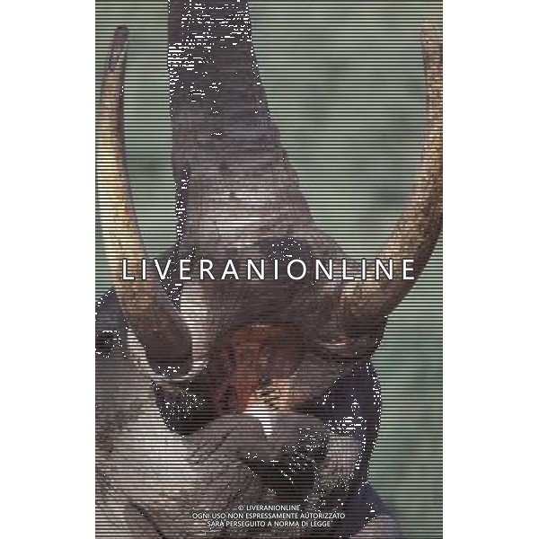 African elephants\' decision-making abilities are left impaired by culling operations that ended decades ago, University of Sussex research suggests. A study found that elephant herds that lost adults to culls during the 1970s and 1980s were less able to respond appropriately to other elephant calls. Lead researcher Prof Karen McComb said the animals\' \'social understanding\' had been impaired by the loss of adults. The results are published in the journal Frontiers in Zoology. ©PHOTOSHOT/AGENZIA ALDO LIVERANI SAS - ITALY ONLY - EDITORIAL USE ONLY - ELEFANTI