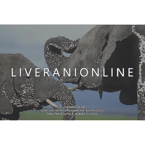 African elephants\' decision-making abilities are left impaired by culling operations that ended decades ago, University of Sussex research suggests. A study found that elephant herds that lost adults to culls during the 1970s and 1980s were less able to respond appropriately to other elephant calls. Lead researcher Prof Karen McComb said the animals\' \'social understanding\' had been impaired by the loss of adults. The results are published in the journal Frontiers in Zoology. ©PHOTOSHOT/AGENZIA ALDO LIVERANI SAS - ITALY ONLY - EDITORIAL USE ONLY - ELEFANTI