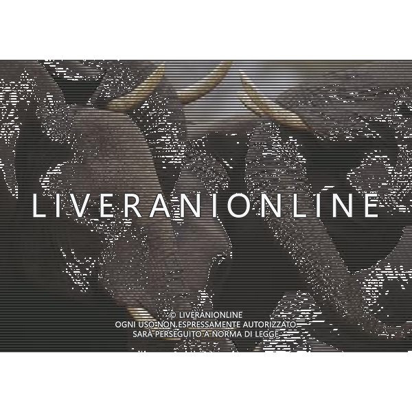 African elephants\' decision-making abilities are left impaired by culling operations that ended decades ago, University of Sussex research suggests. A study found that elephant herds that lost adults to culls during the 1970s and 1980s were less able to respond appropriately to other elephant calls. Lead researcher Prof Karen McComb said the animals\' \'social understanding\' had been impaired by the loss of adults. The results are published in the journal Frontiers in Zoology. ©PHOTOSHOT/AGENZIA ALDO LIVERANI SAS - ITALY ONLY - EDITORIAL USE ONLY - ELEFANTI