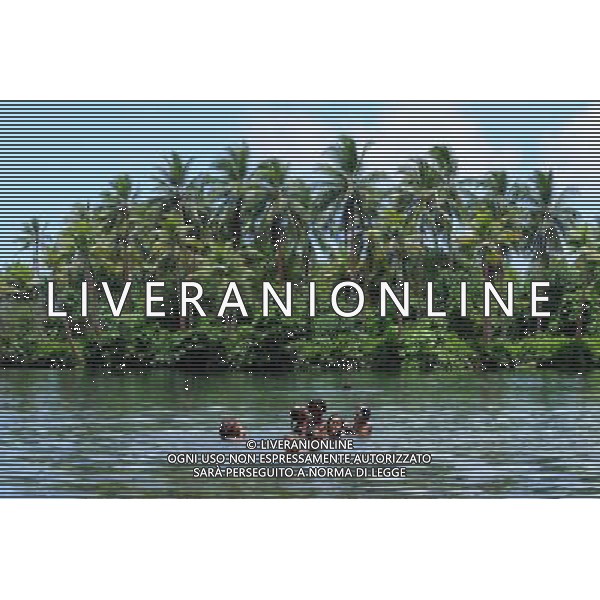 (131108) -- EAST RENNELL, Nov. 8, 2013 () -- Photo taken on Oct.30, 2013 shows children swimming in the Lake Tegano in East Rennell of Solomon Islands. East Rennell, the largest raised coral atoll in the world, was listed as an endangered world heritage by UNESCO in 2013. (/Gao Jianjun) ©Photoshot/Ag. Aldo Liverani s.a.s.-Only Italy-Editorial Use Only