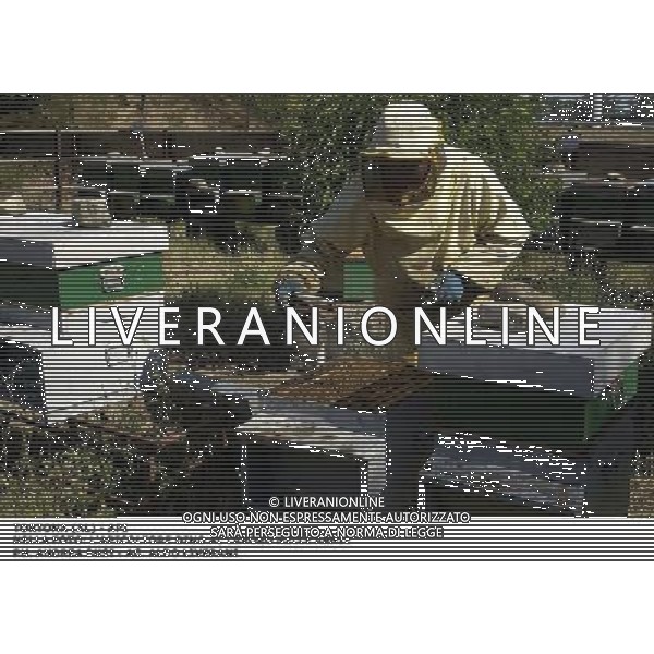 TORTONA - API NELLA FOTO: L\'APICOLTORE DINO AL LAVORO NELLE ARNIE ( PER AVVICINARSI CI SI PROTEGGE CON TUTA, MASCHERA E AFFUMICATORE PER TENERE LONTANO GLI INSETTI) PH. ANDREA BUSI AG ALDO LIVERANI SAS