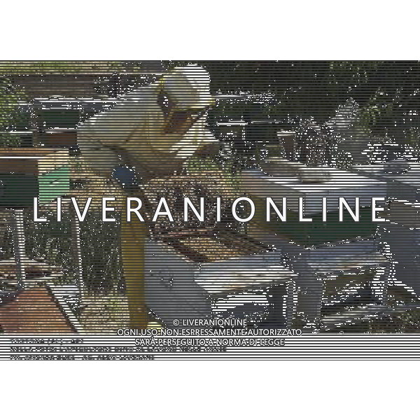 TORTONA - API NELLA FOTO: L\'APICOLTORE DINO AL LAVORO NELLE ARNIE ( PER AVVICINARSI CI SI PROTEGGE CON TUTA, MASCHERA E AFFUMICATORE PER TENERE LONTANO GLI INSETTI) PH. ANDREA BUSI AG ALDO LIVERANI SAS