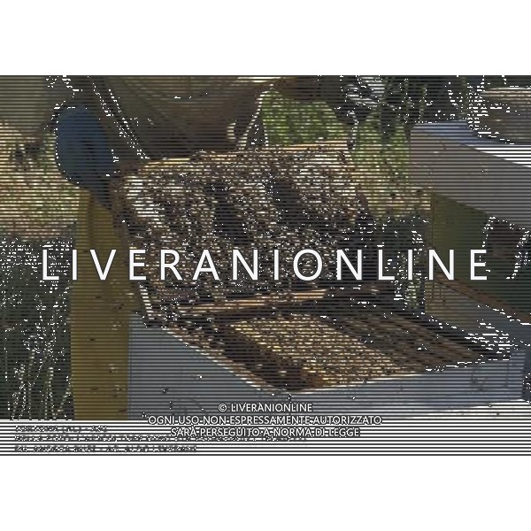 TORTONA - API NELLA FOTO: L\'APICOLTORE DINO STA ESTRAENDO I TELAIETTI . LE API COSTRUISCONO LE CELLETTE NEI FAVI VERGINI OVVERO TELAIETTI CON UNA BASE DI CERA, QUANDO SONO PIENI DI MIELE GLI INSETTI PROTEGGONO I FAVI CON ALTRA CERA, PER ACCEDERE AL MIELE L\'APICOLTORE DOVRA\' GRATTARE LA CERA PER FARLA CADERE IN UN RECIPIENTE, UNA VOLTA SCIOLTA, PRESSATA E STERILIZZATA A 120 GRADI, VERRA\' UTILIZZATA PER LE BASETTE DEI NUOVI FAVI VERGINI PH. ANDREA BUSI AG ALDO LIVERANI SAS