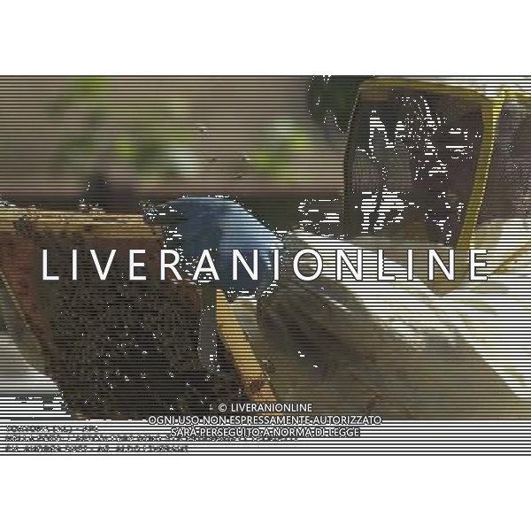 TORTONA - API NELLA FOTO: L\'APICOLTORE DINO STA ESTRAENDO I TELAIETTI . LE API COSTRUISCONO LE CELLETTE NEI FAVI VERGINI OVVERO TELAIETTI CON UNA BASE DI CERA, QUANDO SONO PIENI DI MIELE GLI INSETTI PROTEGGONO I FAVI CON ALTRA CERA, PER ACCEDERE AL MIELE L\'APICOLTORE DOVRA\' GRATTARE LA CERA PER FARLA CADERE IN UN RECIPIENTE, UNA VOLTA SCIOLTA, PRESSATA E STERILIZZATA A 120 GRADI, VERRA\' UTILIZZATA PER LE BASETTE DEI NUOVI FAVI VERGINI PH. ANDREA BUSI AG ALDO LIVERANI SAS