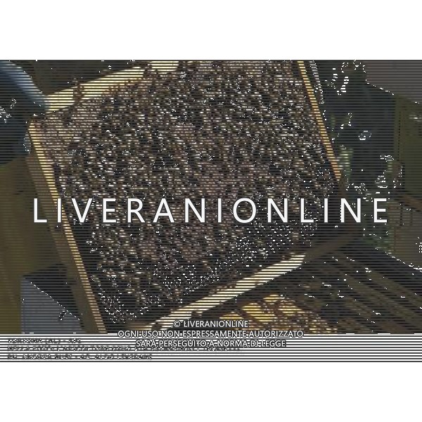 TORTONA - API NELLA FOTO: L\'APICOLTORE DINO STA ESTRAENDO I TELAIETTI . LE API COSTRUISCONO LE CELLETTE NEI FAVI VERGINI OVVERO TELAIETTI CON UNA BASE DI CERA, QUANDO SONO PIENI DI MIELE GLI INSETTI PROTEGGONO I FAVI CON ALTRA CERA, PER ACCEDERE AL MIELE L\'APICOLTORE DOVRA\' GRATTARE LA CERA PER FARLA CADERE IN UN RECIPIENTE, UNA VOLTA SCIOLTA, PRESSATA E STERILIZZATA A 120 GRADI, VERRA\' UTILIZZATA PER LE BASETTE DEI NUOVI FAVI VERGINI PH. ANDREA BUSI AG ALDO LIVERANI SAS