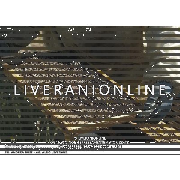 TORTONA - API NELLA FOTO: L\'APICOLTORE DINO STA ESTRAENDO I TELAIETTI . LE API COSTRUISCONO LE CELLETTE NEI FAVI VERGINI OVVERO TELAIETTI CON UNA BASE DI CERA, QUANDO SONO PIENI DI MIELE GLI INSETTI PROTEGGONO I FAVI CON ALTRA CERA, PER ACCEDERE AL MIELE L\'APICOLTORE DOVRA\' GRATTARE LA CERA PER FARLA CADERE IN UN RECIPIENTE, UNA VOLTA SCIOLTA, PRESSATA E STERILIZZATA A 120 GRADI, VERRA\' UTILIZZATA PER LE BASETTE DEI NUOVI FAVI VERGINI PH. ANDREA BUSI AG ALDO LIVERANI SAS