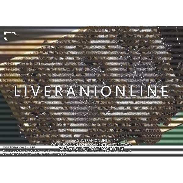 TORTONA - API NELLA FOTO: IL TELAIETTO APPENA ESTRATTO DALL\'ARNIA CON LE API OPERAIE. LE API COSTRUISCONO LE CELLETTE NEI FAVI VERGINI OVVERO TELAIETTI CON UNA BASE DI CERA, QUANDO SONO PIENI DI MIELE GLI INSETTI PROTEGGONO I FAVI CON ALTRA CERA, PER ACCEDERE AL MIELE L\'APICOLTORE DOVRA\' GRATTARE LA CERA PER FARLA CADERE IN UN RECIPIENTE, UNA VOLTA SCIOLTA, PRESSATA E STERILIZZATA A 120 GRADI, VERRA\' UTILIZZATA PER LE BASETTE DEI NUOVI FAVI VERGINI PH. ANDREA BUSI AG ALDO LIVERANI SAS