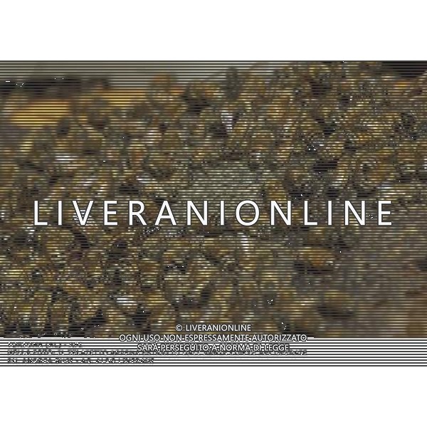 TORTONA - API NELLA FOTO: IL TELAIETTO APPENA ESTRATTO DALL\'ARNIA CON LE API OPERAIE. LE API COSTRUISCONO LE CELLETTE NEI FAVI VERGINI OVVERO TELAIETTI CON UNA BASE DI CERA, QUANDO SONO PIENI DI MIELE GLI INSETTI PROTEGGONO I FAVI CON ALTRA CERA, PER ACCEDERE AL MIELE L\'APICOLTORE DOVRA\' GRATTARE LA CERA PER FARLA CADERE IN UN RECIPIENTE, UNA VOLTA SCIOLTA, PRESSATA E STERILIZZATA A 120 GRADI, VERRA\' UTILIZZATA PER LE BASETTE DEI NUOVI FAVI VERGINI PH. ANDREA BUSI AG ALDO LIVERANI SAS