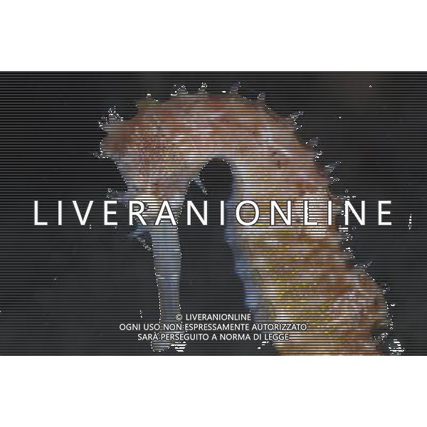 Seahorses may appear slow and awkward but they are ferocious and ingenious predators, according to a new study. The beautiful creatures are famously bad swimmers, but they have a secret weapon to sneak up on their prey. Their peculiar snouts are shaped to create very few ripples in the water, effectively cloaking them as they creep up and pounce on tiny crustaceans. To their victims, seahorses are more like sea monsters, say scientists from the University of Texas at Austin. ©photoshot/AGENZIA ALDO LIVERANI SAS - ITALY ONLY - Cavalluccio marino