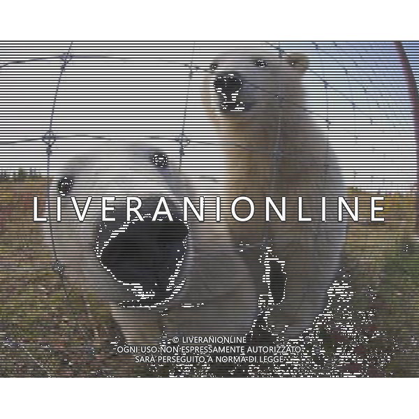 POLAR BEAR (Ursus maritimus) investigating photographer through wire fence. Lodge on the shores of Hudson Bay Churchill Manitoba Canada. Polar bear numbers in Hudson Bay of Canada on verge of collapse Climate change is warming the Arctic and melting its ice cover, with grave consequences ©photoshot/AGENZIA ALDO LIVERANI SAS - ITALY ONLY - Il numero degli esemplari di orso polare in Canada e\' sull\'orlo del collasso dovuto ai cambiamenti climatici che stanno surriscaldando l\'Artico e la fusione la sua copertura di ghiaccio crea gravi conseguenze per la loro sopravvivenza 