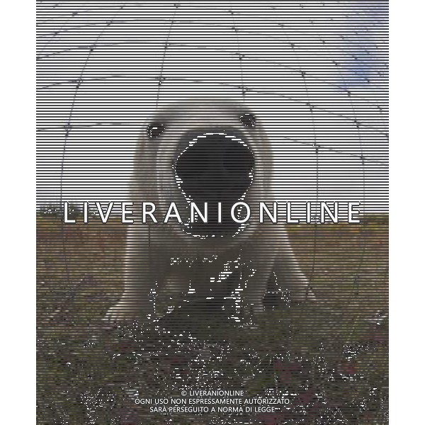 POLAR BEAR (Ursus maritimus) investigating photographer through wire fence. Lodge on the shores of Hudson Bay Churchill Manitoba Canada. Polar bear numbers in Hudson Bay of Canada on verge of collapse Climate change is warming the Arctic and melting its ice cover, with grave consequences ©photoshot/AGENZIA ALDO LIVERANI SAS - ITALY ONLY - Il numero degli esemplari di orso polare in Canada e\' sull\'orlo del collasso dovuto ai cambiamenti climatici che stanno surriscaldando l\'Artico e la fusione la sua copertura di ghiaccio crea gravi conseguenze per la loro sopravvivenza 