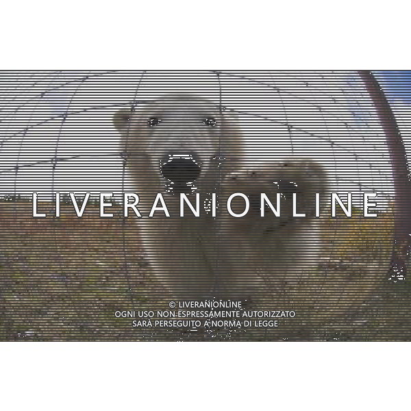 POLAR BEAR (Ursus maritimus) investigating photographer through wire fence. Lodge on the shores of Hudson Bay Churchill Manitoba Canada. Polar bear numbers in Hudson Bay of Canada on verge of collapse Climate change is warming the Arctic and melting its ice cover, with grave consequences ©photoshot/AGENZIA ALDO LIVERANI SAS - ITALY ONLY - Il numero degli esemplari di orso polare in Canada e\' sull\'orlo del collasso dovuto ai cambiamenti climatici che stanno surriscaldando l\'Artico e la fusione la sua copertura di ghiaccio crea gravi conseguenze per la loro sopravvivenza 