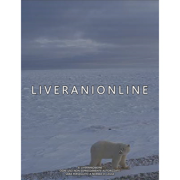 Male Polar Bear (Ursus maritimus) on edge of sea ice, Wapusk National Park, Hudson Bay, Manitoba, Canada Polar bear numbers in Hudson Bay of Canada on verge of collapse Climate change is warming the Arctic and melting its ice cover, with grave consequences ©photoshot/AGENZIA ALDO LIVERANI SAS - ITALY ONLY - Il numero degli esemplari di orso polare in Canada e\' sull\'orlo del collasso dovuto ai cambiamenti climatici che stanno surriscaldando l\'Artico e la fusione la sua copertura di ghiaccio crea gravi conseguenze per la loro sopravvivenza 
