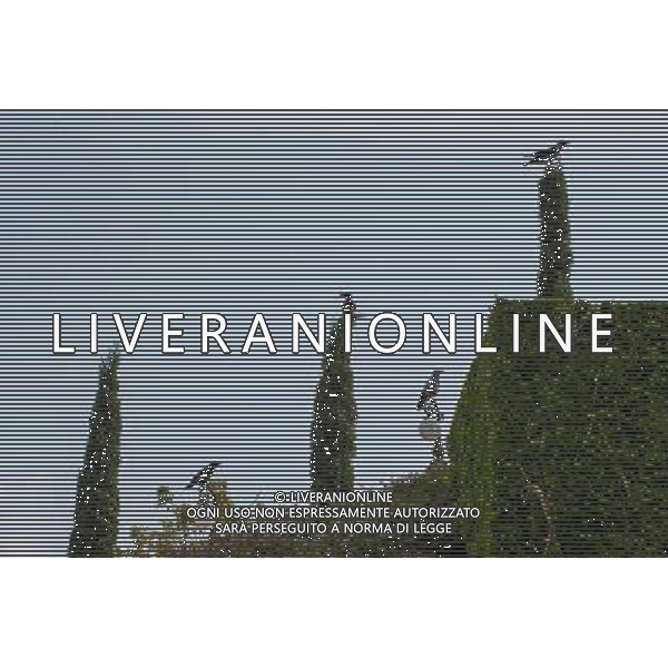 (131207) -- HAIFA (ISRAEL), Dec. 7, 2013 () -- Photo taken on Nov. 1, 2013, shows birds standing on the lights and trees on the terraces of the Shrine of the Bab in Haifa, Israel. The Baha\'i Holy Places in Haifa and Western Galilee in Israel was inscribed on the UNESCO World Heritage List in 2008 for their profound spiritual meaning and the testimony they bear to the strong tradition of pilgrimage in the Baha\'i faith. The property includes the two most holy places in the Baha\'i religion associated with the founders, the Shrine of Baha\'u\'llah in Acre and the Shrine of the Bab in Haifa, together with their surrounding gardens, associated buildings and monuments. These two shrines are part of a larger complex of buildings, monuments and sites at seven distinct locations in Haifa and Western Galilee that are visited as part of the Baha\'i pilgrimage. (/Li Rui) AG ALDO LIVERANI SAS ONLY ITALY