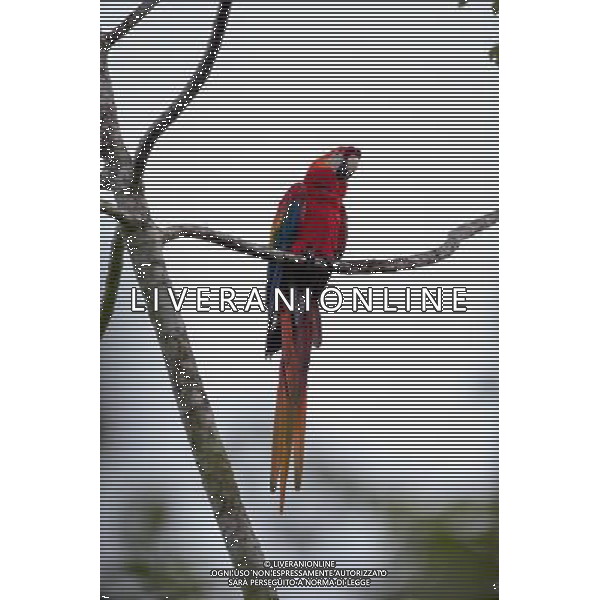 (131213) -- MANAUS, Dec. 13, 2013 () -- A scarlet macaw is seen in the Amazon Rain Forest in Manaus, Brazil, Dec. 12, 2013. The Amazon Rain Forest is a moist broadleaf forest that covers most of the Amazon basin of South America. The majority of the forest is contained within Brazil. (/Xu Zijian) AG ALDO LIVERANI SAS ONLY ITALY