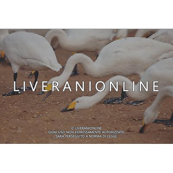 (140102) -- PINGLU, Jan. 2, 2014 () -- Swans forage at a wetland on the Yellow River in Pinglu County of Yuncheng, north China\'s Shanxi Province, Jan. 2, 2014. (/Zhan Yan) (zc) ©photoshot/AGENZIA ALDO LIVERANI SAS - ITALY ONLY - Cigni bianchi in una palude sul Fiume Giallo in Pinglu Contea di Yuncheng, a nord della Cina nella provincia dello Shanxi, 2 gennaio 2014