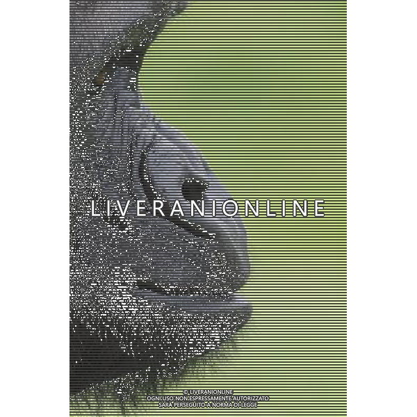  Cat Two - Last Chance to See. Adult Winner. GORILLA PROFILE by Colin Edwards A competition and prize fund established to seek out the worldís most incredible animal photography is back, as the Zoological Society of London (ZSL) today (15 January) launches the ZSL Animal Photography Prize 2014. Now in its third year, organisers are expecting a high calibre of entries from around the world for the wildlife photography competition, which will be judged by television presenter Kate Humble, and ornithologist Bill Oddie. The ZSL Animal Photography Prize 2014 features six categories for adult and junior entrants, including Last Chance to See, putting the focus on endangered and threatened species and Size Matters for the little and large members of the animal kingdom. With a £10k prize fund, the competition also puts winning photographers in with the chance of having their image displayed in a striking exhibition, which will be on display at ZSL London Zoo this autumn. AG ALDO LIVERANI SAS ONLY ITALY