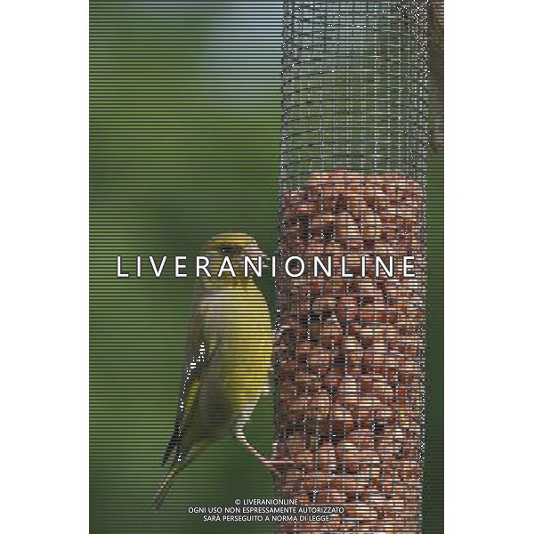  Healthy greenfinch Zoological Society of London launches national public-led investigation into the health of native wildlife. The project, which is a partnership between the ZSL, the British Trust for Ornithology, Froglife and the Royal Society for the Protection of Birds, will use data from garden owners around the country to monitor the health of common species. AG ALDO LIVERANI SAS ONLY ITALY