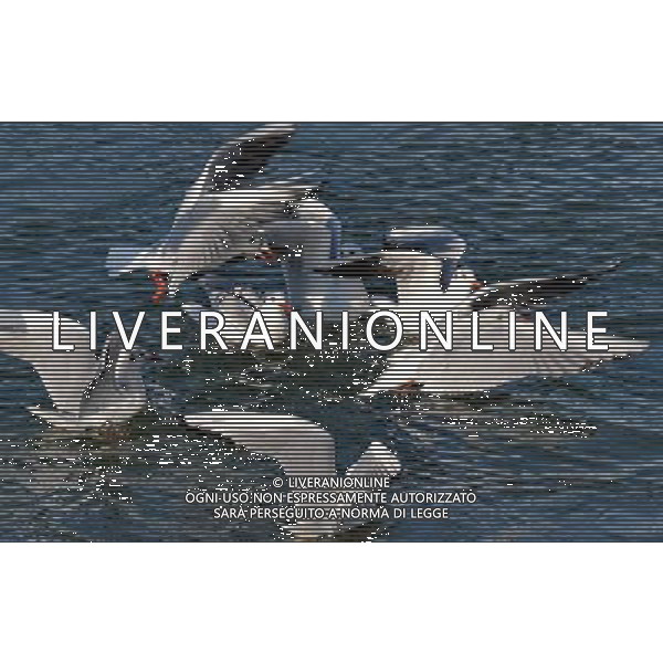 (140119) -- QINHAUNGDAO, Jan. 19, 2014 () -- Gulls feed in the Xinkai River in Qinhuangdao City, north China\'s Hebei province, Jan. 19, 2014. (/Yang Shiyao) (wf) ©photoshot/AGENZIA ALDO LIVERANI SAS - ITALY ONLY - Gabbiani si nutrono nel fiume Xinkai nella citta\' di Qinhuangdao, provincia di Hebei, a nord della Cina, 19 gennaio 2014.