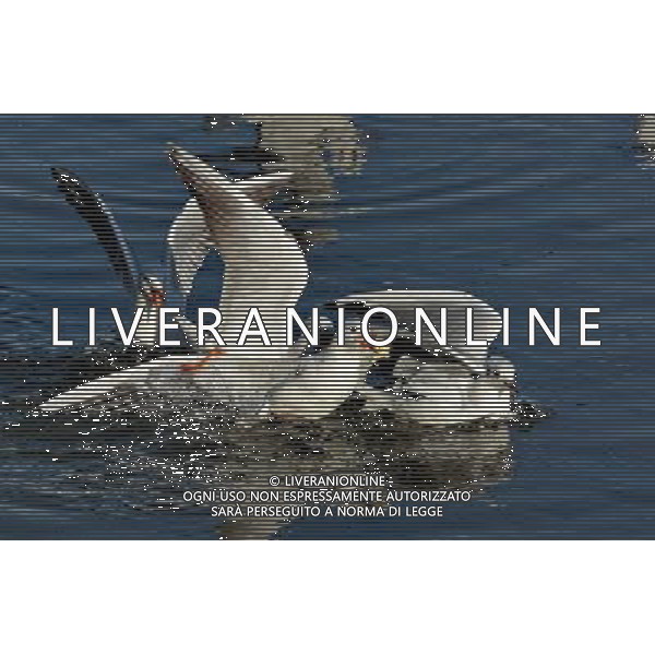 (140119) -- QINHAUNGDAO, Jan. 19, 2014 () -- Gulls feed in the Xinkai River in Qinhuangdao City, north China\'s Hebei province, Jan. 19, 2014. (/Yang Shiyao) (wf) ©photoshot/AGENZIA ALDO LIVERANI SAS - ITALY ONLY - Gabbiani si nutrono nel fiume Xinkai nella citta\' di Qinhuangdao, provincia di Hebei, a nord della Cina, 19 gennaio 2014.