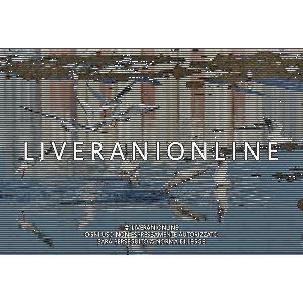 (140119) -- QINHAUNGDAO, Jan. 19, 2014 () -- Gulls feed in the Xinkai River in Qinhuangdao City, north China\'s Hebei province, Jan. 19, 2014. (/Yang Shiyao) (wf) ©photoshot/AGENZIA ALDO LIVERANI SAS - ITALY ONLY - Gabbiani si nutrono nel fiume Xinkai nella citta\' di Qinhuangdao, provincia di Hebei, a nord della Cina, 19 gennaio 2014.
