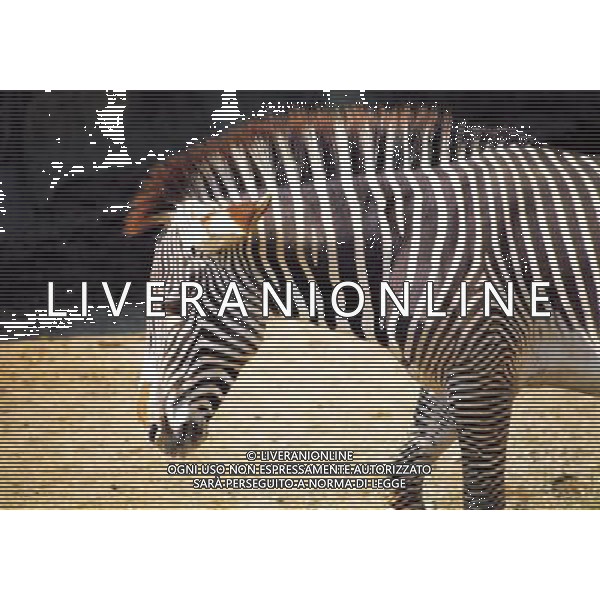 NELLA FOTO ZEBRA AGENZIA ALDO LIVERANI IFC