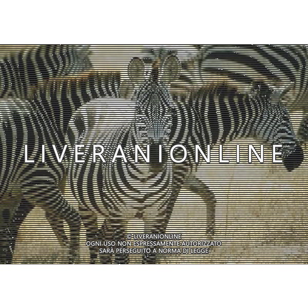 NELLA FOTO ZEBRA AGENZIA ALDO LIVERANI IFC