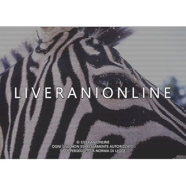 NELLA FOTO ZEBRA AGENZIA ALDO LIVERANI IFC