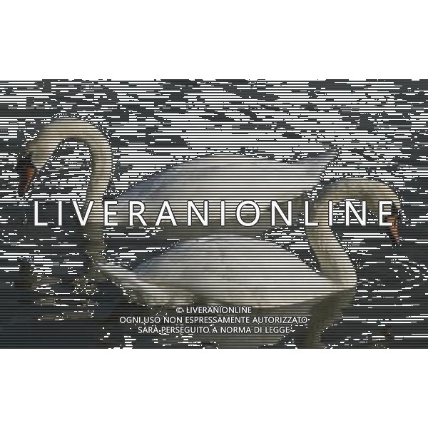 ANIMALI nella foto: UCCELLI CIGNO ALDO LIVERANI IFC