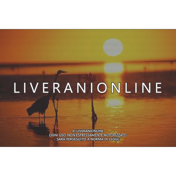 ANIMALI VARIE NELLA FOTO UCCELLI AL TRAMONTO AGENZIA ALDO LIVERANI IFC