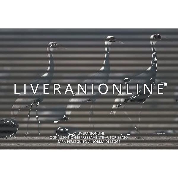 ANIMALI VARIE NELLA FOTO AIRONE AGENZIA ALDO LIVERANI IFC