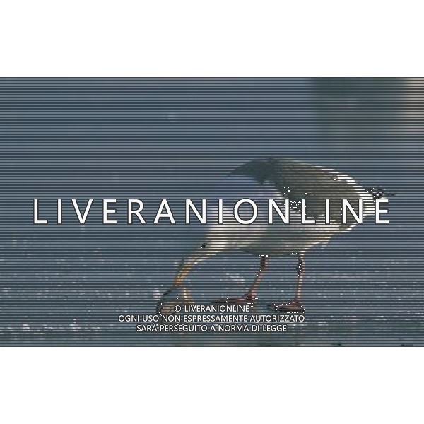 ANIMALI VARIE NELLA FOTO GABBIANO AGENZIA ALDO LIVERANI IFC
