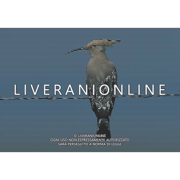 ANIMALI VARIE NELLA FOTO PICCHIO AGENZIA ALDO LIVERANI IFC
