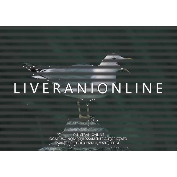 ANIMALI VARIE NELLA FOTO GABBIANO AGENZIA ALDO LIVERANI IFC