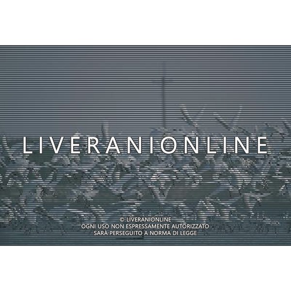 ANIMALI VARIE NELLA FOTO AIRONI AGENZIA ALDO LIVERANI IFC
