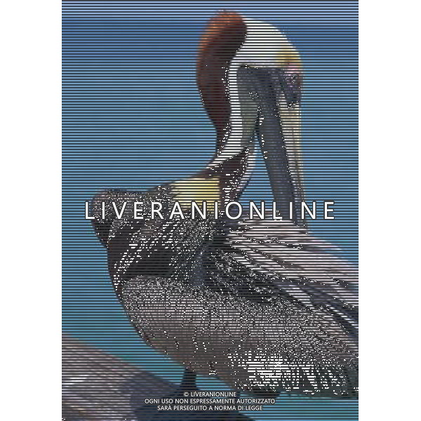 ANIMALI VARIE NELLA FOTO PELLICANO AGENZIA ALDO LIVERANI IFC