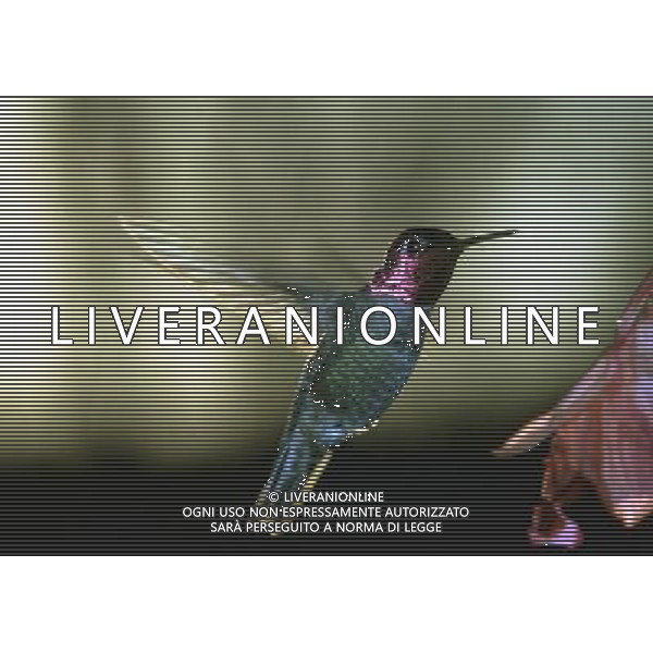 ANIMALI VARIE NELLA FOTO COLIBRI AGENZIA ALDO LIVERANI IFC