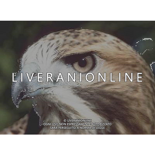 ANIMALI VARIE NELLA FOTO FALCO AGENZIA ALDO LIVERANI IFC