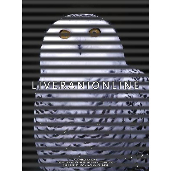 ANIMALI VARIE NELLA FOTO LA CIVETTA AGENZIA ALDO LIVERANI IFC
