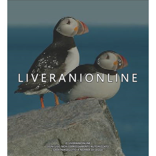 ANIMALI VARIE NELLA FOTO GABBIANO AGENZIA ALDO LIVERANI IFC
