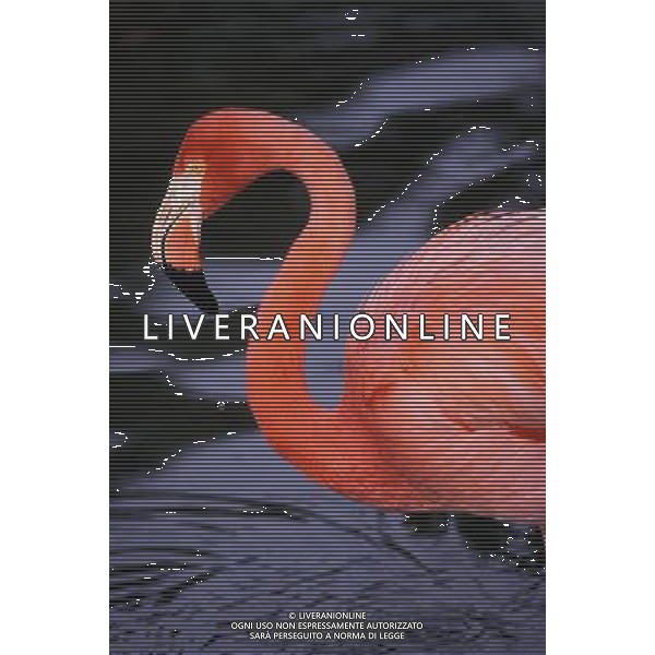 ANIMALI VARIE NELLA FOTO FENICOTTERO ROSA AGENZIA ALDO LIVERANI IFC