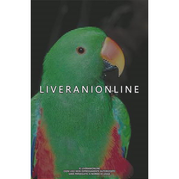 ANIMALI VARIE NELLA FOTO PAPPAGALLI AGENZIA ALDO LIVERANI IFC
