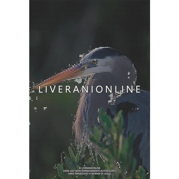 ANIMALI VARIE NELLA FOTO UCCELLI-VOLATILI AGENZIA ALDO LIVERANI IFC