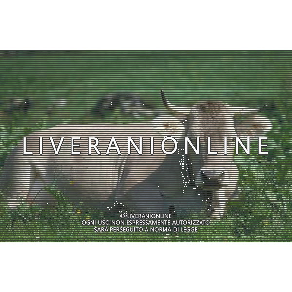ANIMALI nella foto: ERBIVORI MUCCA ALDO LIVERANI IFC