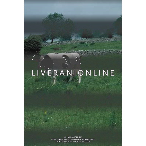 ANIMALI nella foto: ERBIVORI MUCCA ALDO LIVERANI IFC