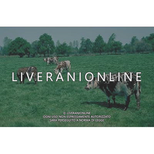 ANIMALI nella foto: ERBIVORI MUCCA ALDO LIVERANI IFC