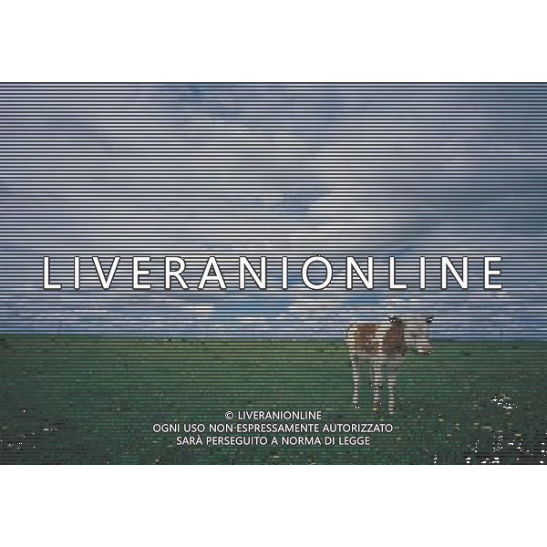 ANIMALI VARIE NELLA FOTO MUCCHE AL PASCOLO AGENZIA ALDO LIVERANI IFC