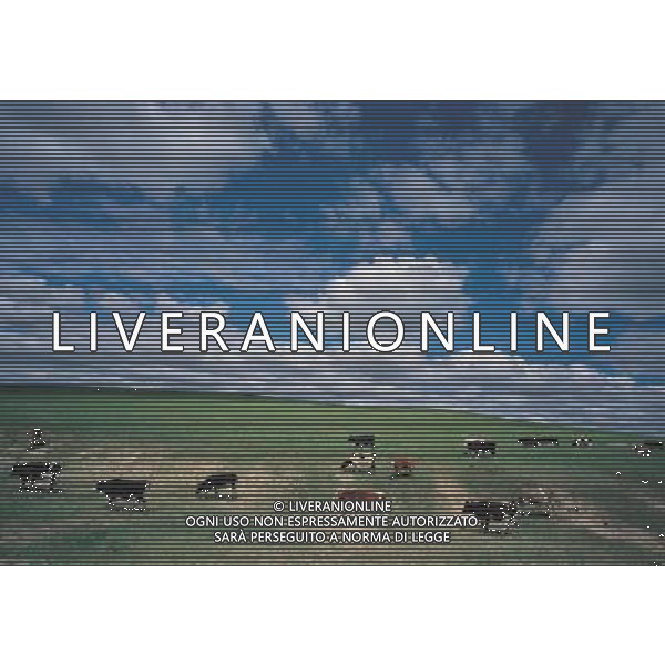 ANIMALI VARIE NELLA FOTO MUCCHE AL PASCOLO AGENZIA ALDO LIVERANI IFC