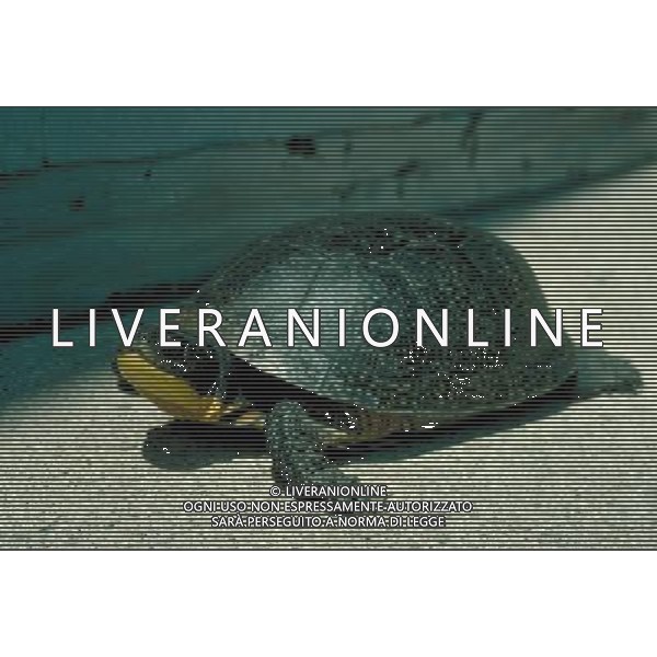 ANIMALI VARIE NELLA FOTO TARTARUGHE AGENZIA ALDO LIVERANI IFC